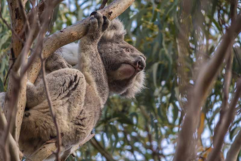 Koalas and Kangas Left_800x534px