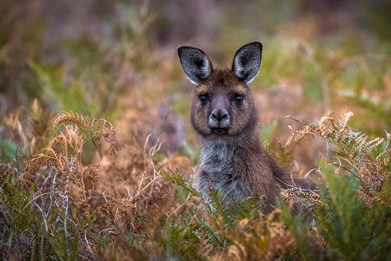 Koalas and Kangas Right_800x534px