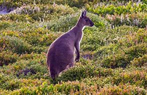 Koalas and Kangas_590x380px