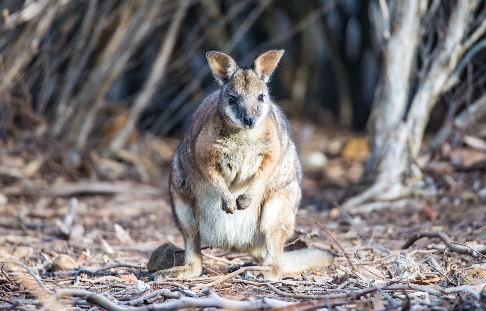 Wallaby journal