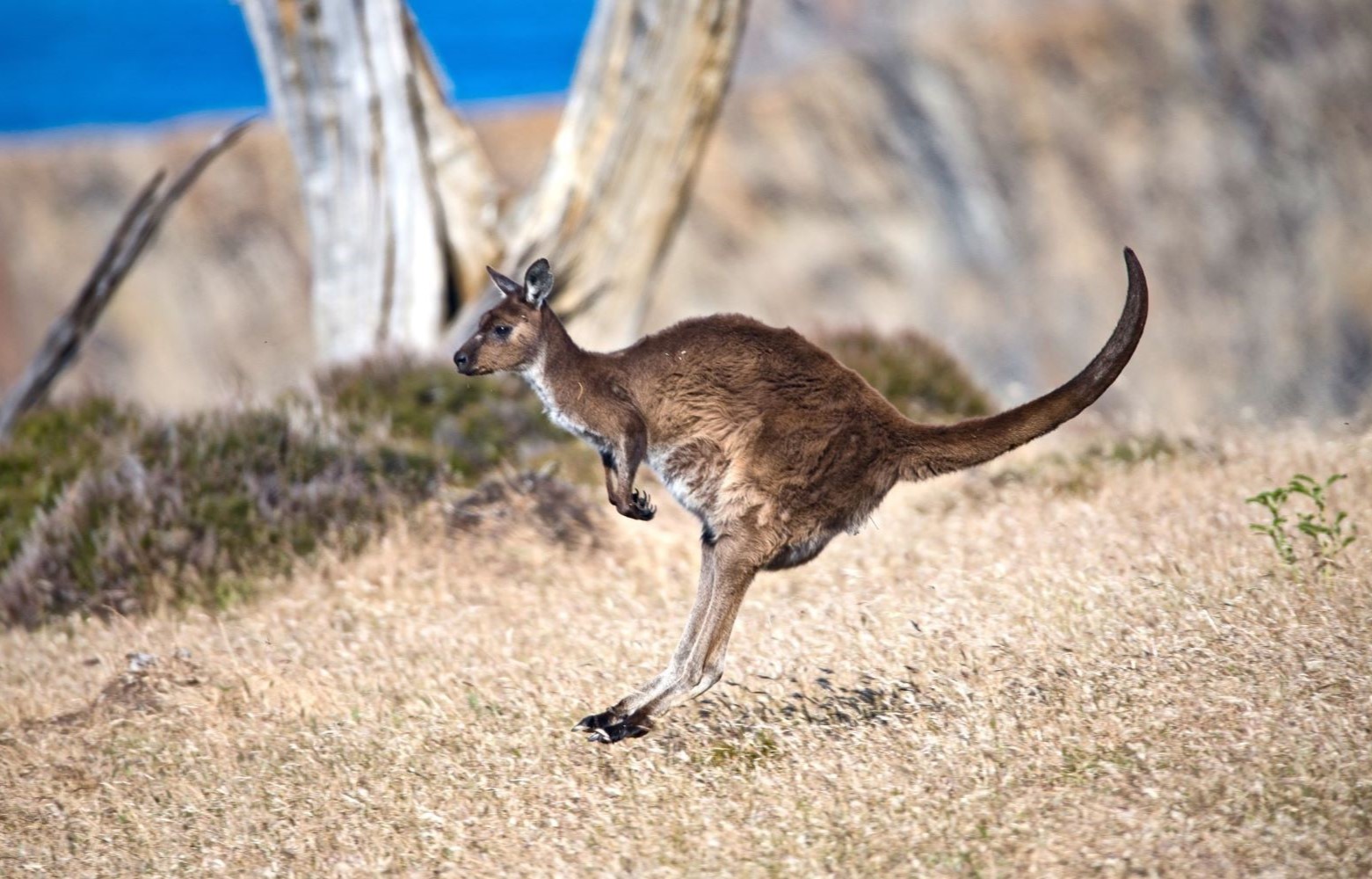 kangaroo journal