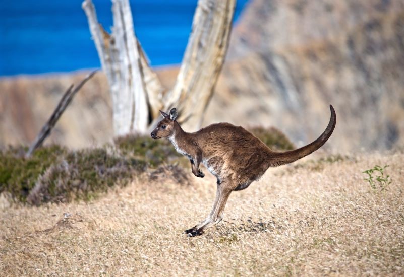 kangaroo-island-wildlife