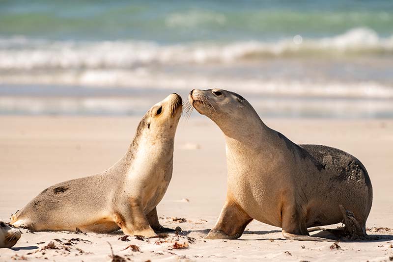 Island Life-Right_800x534px