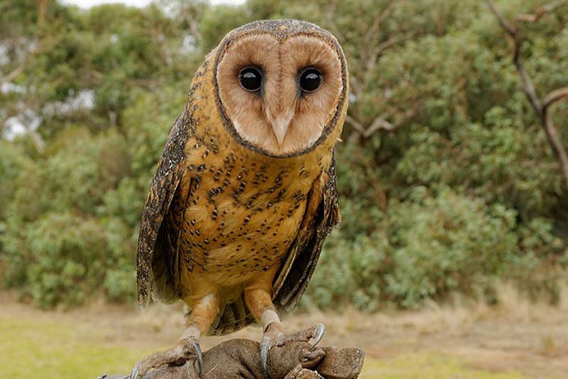 Feathered and Furry Friends-Left_800x534px