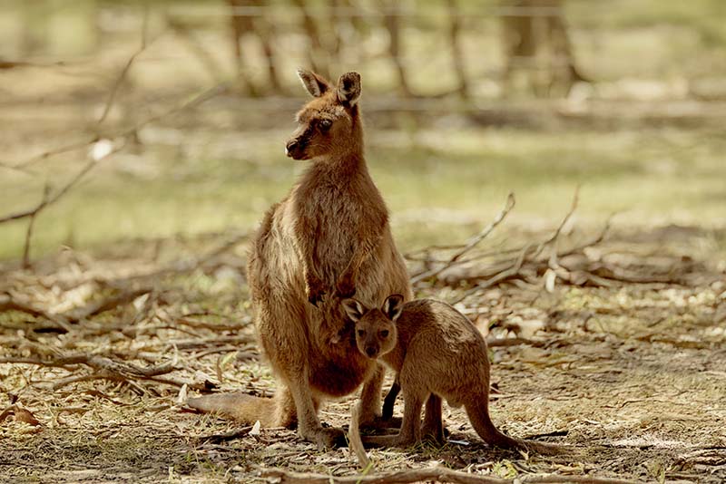Feathered and Furry Friends-Right_800x534px